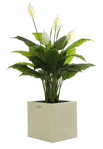 Spathiphyllum Triere cachepot Dekollete Rattan Cube 32