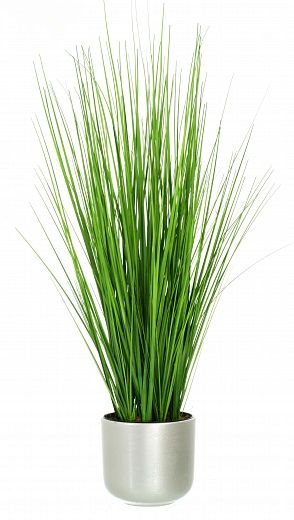 Sedge Carisa