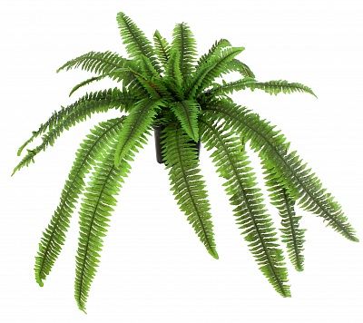 Nephrolepis Kerema cachepot fern available to order 6 pieces