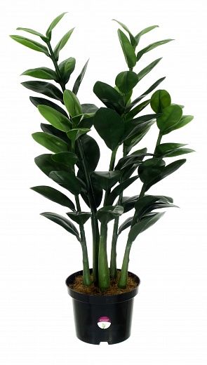 Zamioculcas Cargon Cinco