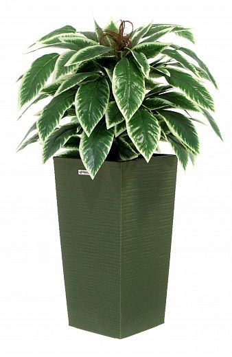 Croton Claire Cachepot Dekollete Kuno 46 Eco