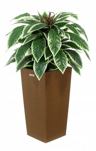 Croton Claire Cachepot Dekollete Kuno 46 Eco