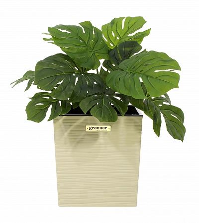 Monstera Moran Duo cachepot Dekollete Clasico 19