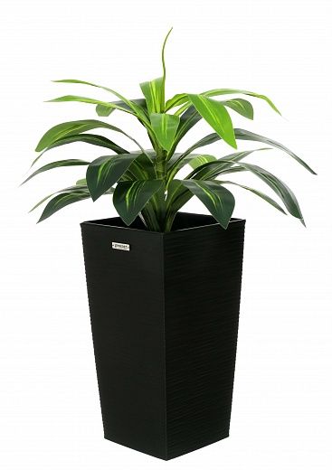 Dracaena Orli cachepot Dekollete Kuno 46