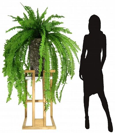 Fern Nephrolepis Casar available to order 1 piece