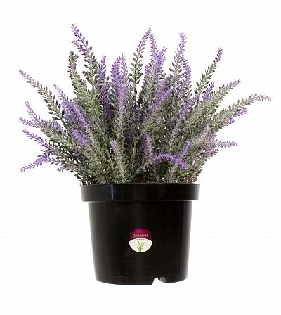 Lavender Sirt cachepot 17