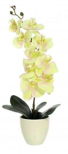 Orchid Meli planter Dekollete 12