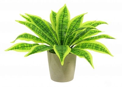 Dracaena Tiger cachepot Dekollete Concrete 17