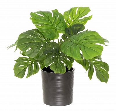 Monstera Moran Duo cachepot Dekollete Clasico 19