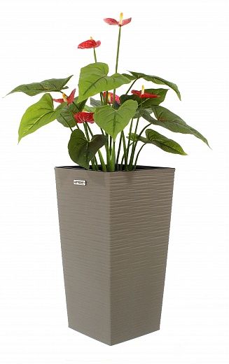 Anthurium Tavira cachepot Dekollete Kuno 46 Eco