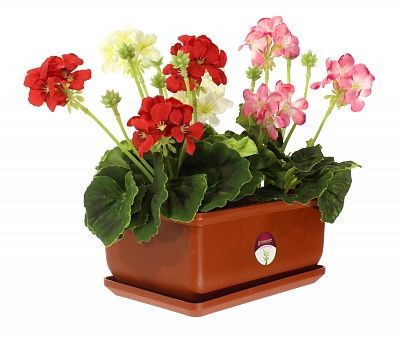 Geranium Asti cachepot Dekollete Bonsai