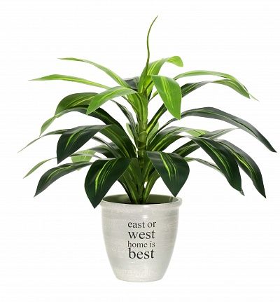 Dracaena Orli