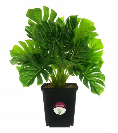 Monstera Arbor in cachepot available for order 10 pieces