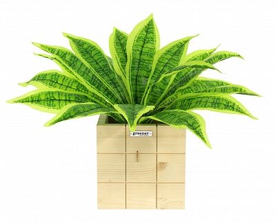 Dracaena Tiger cachepot Dekollete Chess 20