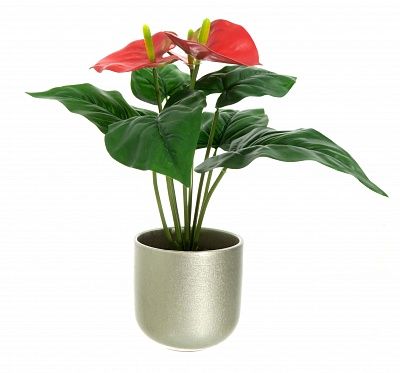 Anthurium Taru cachepot Dekollete Silver 12