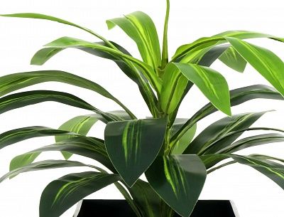 Dracaena Orli cachepot Dekollete Kuno 46