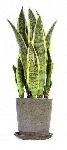 Sansevieria Trappa cachepot Dekollete Concrete 19 available to order 1 piece