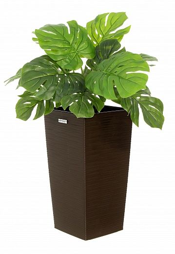 Monstera Moran Duo Cachepot Dekollete Kuno 46 Eco