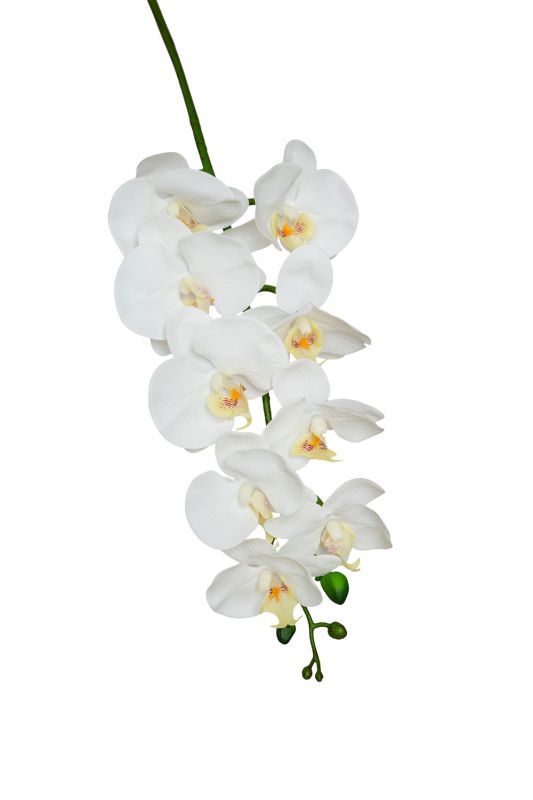 Phalaenopsis orchid ТJoselleУ (9 flowers) - 7 colors