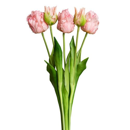 Tulips fringed, bouquet of 5 pcs.