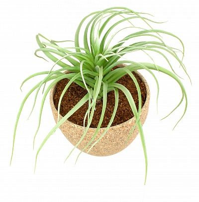 Tillandsia Morelia cachepot Dekollete Granite 18