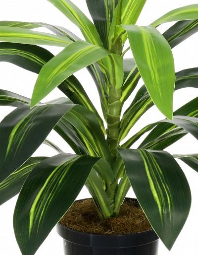 Dracaena Orli