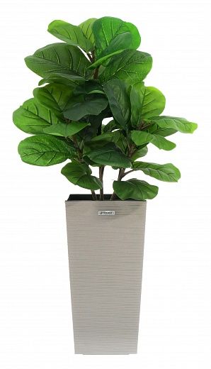 Ficus Lirata Alto cachepot Dekollete Kuno 46 Eco