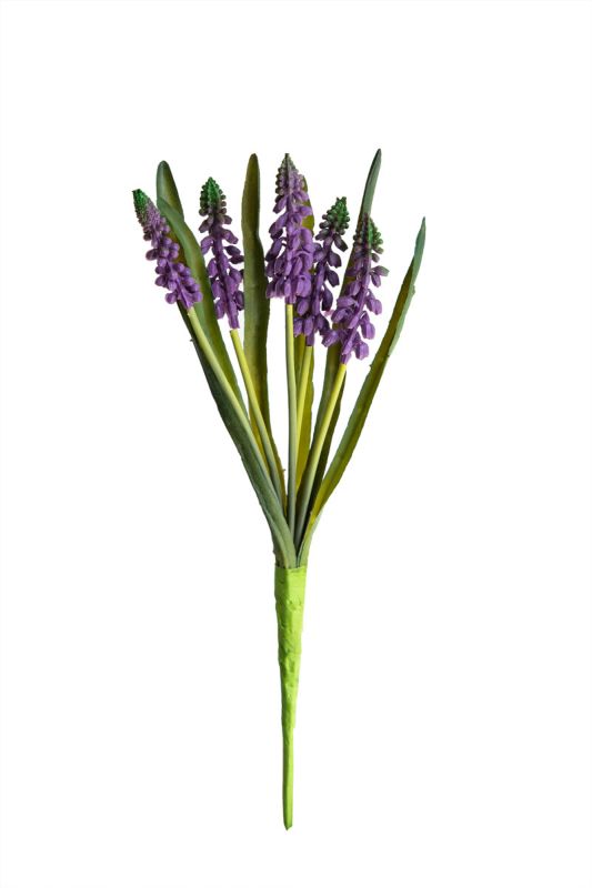 Muscari