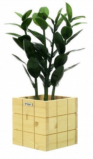 Zamioculcas Cargon quattro cachepot Dekollete Chess 20