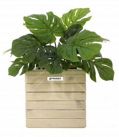 Monstera Moran Duo cachepot Dekollete Roca Cube 30