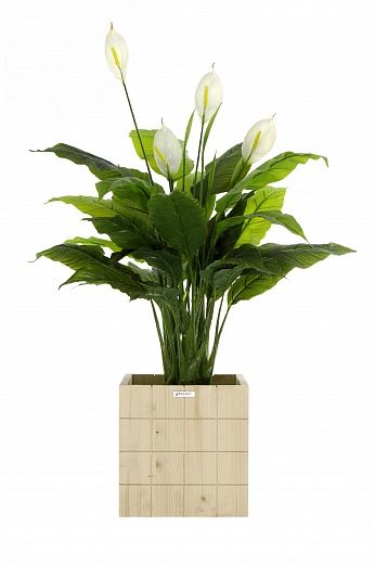 Spathiphyllum Triere cachepot Dekollete Chess 30