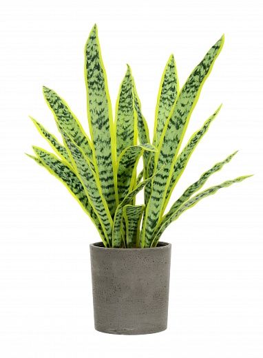 Sansevieria Gurun Cinco Cachepot Dekollete Concrete 17