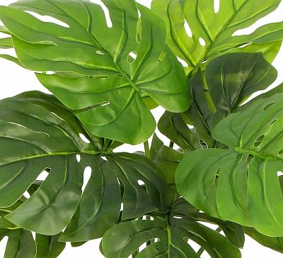 Monstera Moran Duo Cachepot Dekollete Kuno 46 Eco