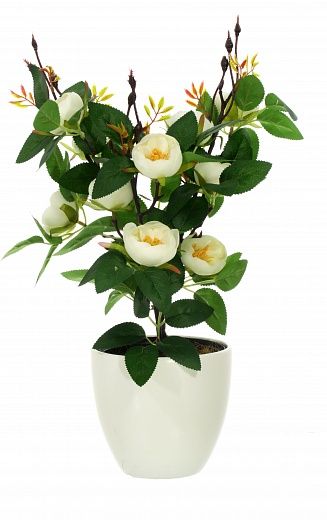 Camellia Derby Dekollete 12 pot