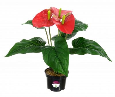 Anthurium Taru cachepot