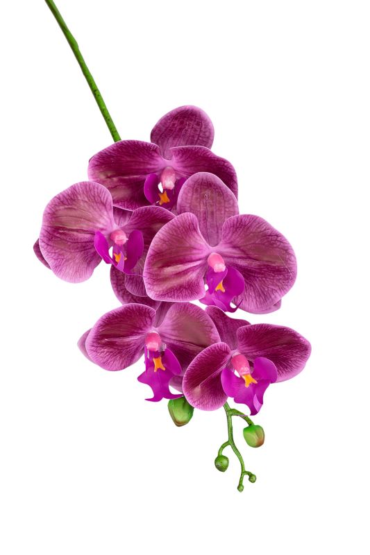 Phalaenopsis orchid (5 flowers)