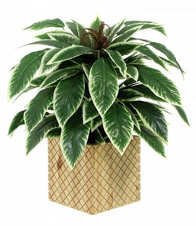 Croton Claire Cachepot Dekollete Gurido 30 color