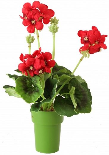 Geranium Asti