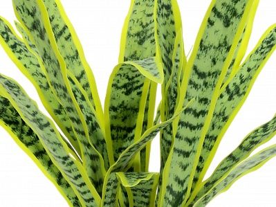 Sansevieria Gurun Cinco