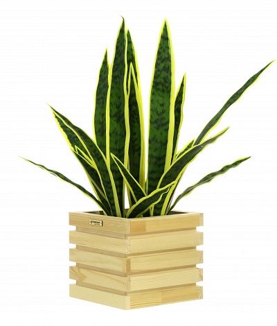 Sansevieria Gurun Cinco cachepot Dekollete Bandas 20 color