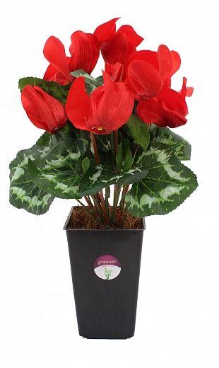 Cyclamen Rodis