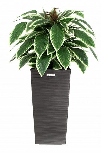 Croton Claire Cachepot Dekollete Kuno 46 Eco