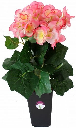 Begonia Lopri