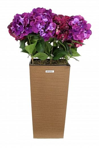 Hydrangea Sortelia cachepot Dekollete Kuno 46 in stock 1 piece