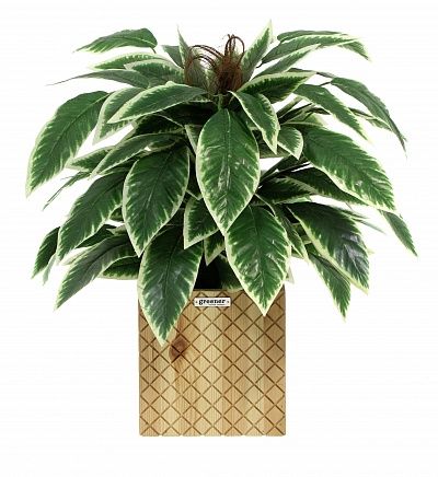 Croton Claire Cachepot Dekollete Gurido 30 color