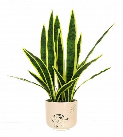 Sansevieria Gurun Cinco