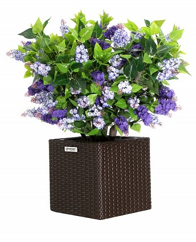 Lilac Chester mini cachepot Dekollete Rattan Cube 32