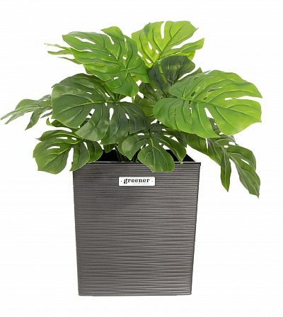 Monstera Moran Duo cachepot Dekollete Clasico 19