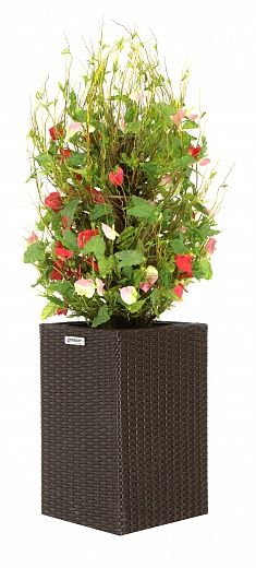 Anthurium Achita cachepot Dekollete Rattan Cube 50