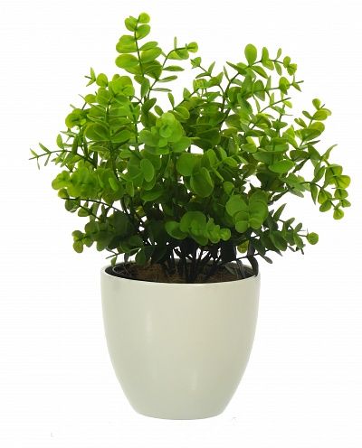 Eucalyptus Lozano Dekollete planter 12